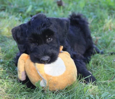 Knírač velký s PP