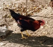 kohout DOMINANT KOROPTVÍ D300 - 25 týdnů nar. 17. 4.