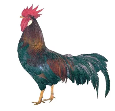 kohout DOMINANT KOROPTVÍ D300 - 25 týdnů nar. 17. 4.