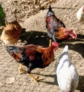 kohout DOMINANT KOROPTVÍ D300 - 25 týdnů nar. 17. 4.