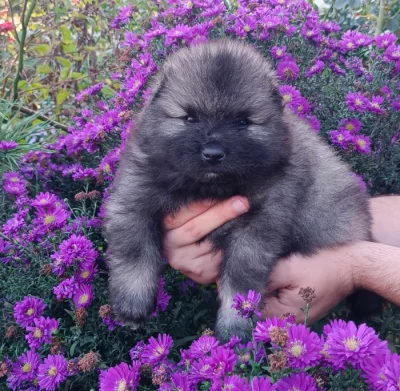 Německý špic vlčí / keeshond prodám štěňata s PP