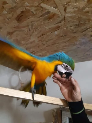 Prodam Ara ararauna