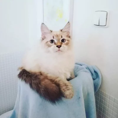 koťátka vzácné Neva Masquerade s PP