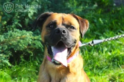 Donnie - veselý kříženec k adopci