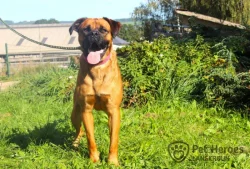 Donnie - veselý kříženec k adopci