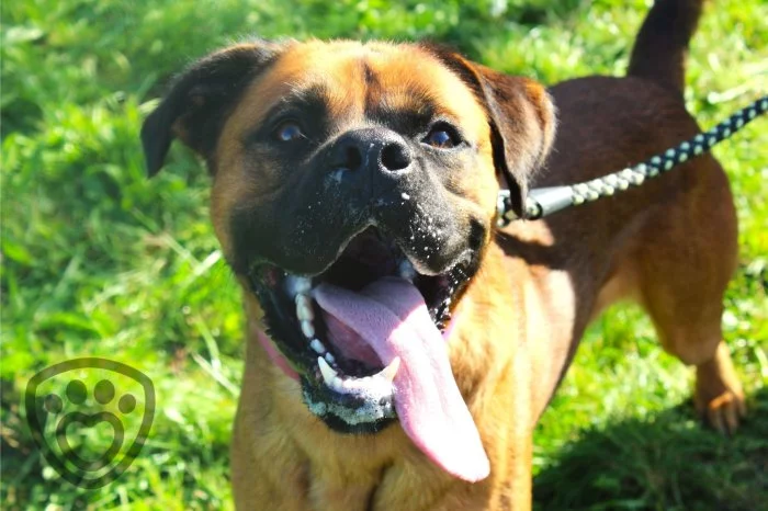 Donnie - veselý kříženec k adopci