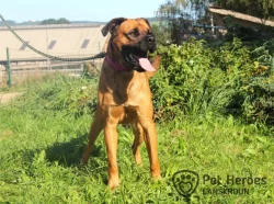 Donnie - veselý kříženec k adopci