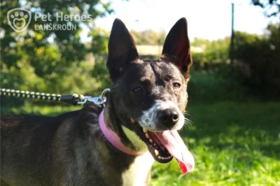 Meggie - citlivá fenka k adopci