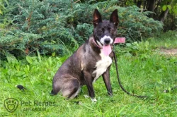 Meggie - citlivá fenka k adopci