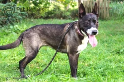 Meggie - citlivá fenka k adopci