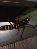 Tropidacris collaris