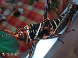 Tropidacris collaris