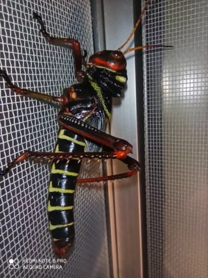 Tropidacris collaris