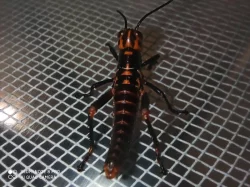 Tropidacris collaris