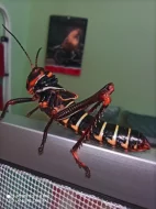 Tropidacris collaris