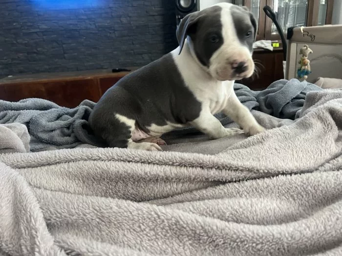 Štěnata amerického stardšírského teriéra staford