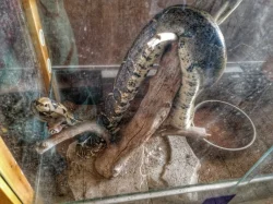 ZDARMA daruji - Hroznýš Královský (včetně terária)