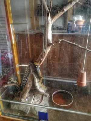 ZDARMA daruji - Hroznýš Královský (včetně terária)