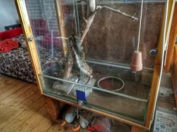 ZDARMA daruji - Hroznýš Královský (včetně terária)