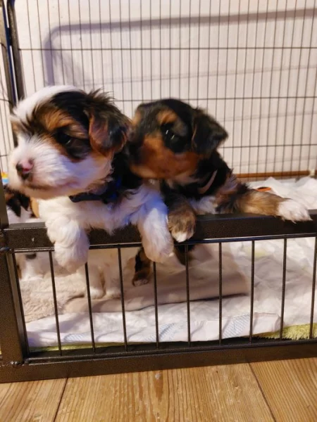 Rezervace štěňat jorkshire terrier