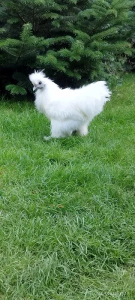 Kohoutek hedvabnička