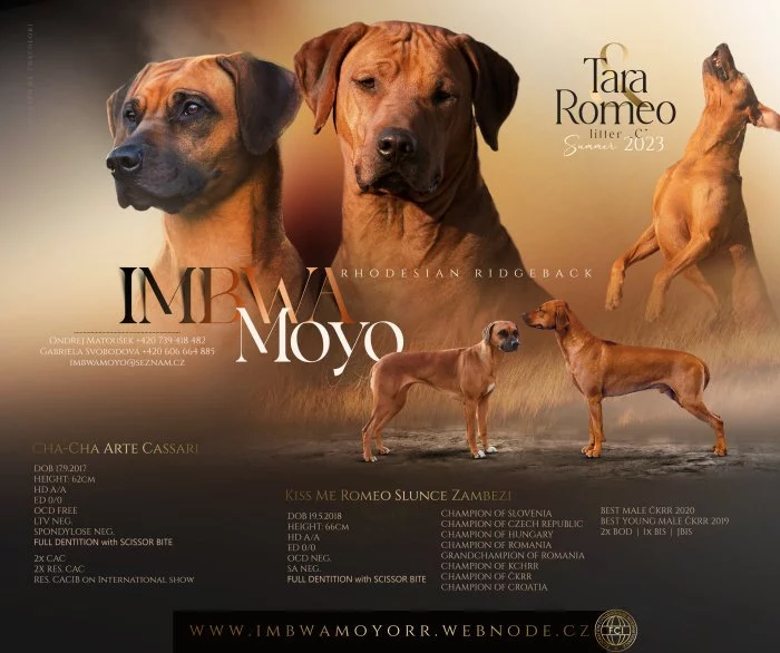 štěňátka Rhodésky ridgeback s PP