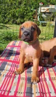 štěňátka Rhodésky ridgeback s PP