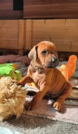 štěňátka Rhodésky ridgeback s PP