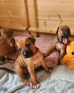 štěňátka Rhodésky ridgeback s PP