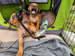 štěňátka Rhodésky ridgeback s PP