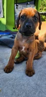 štěňátka Rhodésky ridgeback s PP