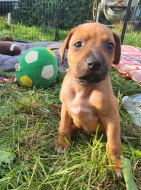 štěňátka Rhodésky ridgeback s PP