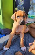 štěňátka Rhodésky ridgeback s PP