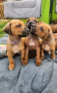 štěňátka Rhodésky ridgeback s PP