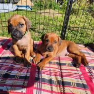 štěňátka Rhodésky ridgeback s PP