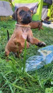 štěňátka Rhodésky ridgeback s PP
