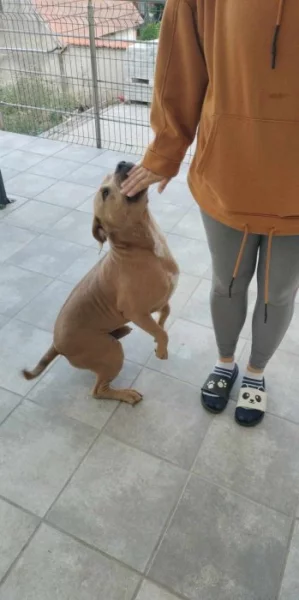 Darujem psa do dobrých rúk SK