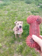 Darujem psa do dobrých rúk SK