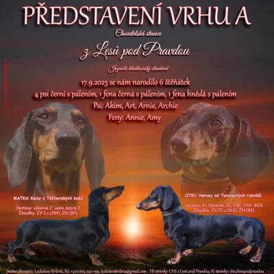 Prodám štěňata jezevčíka HLS