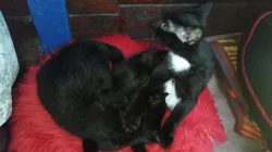 Hodná a šikovná koťata