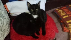 Hodná a šikovná koťata