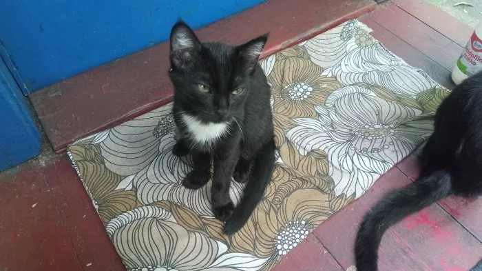 Hodná a šikovná koťata