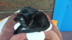 Hodná a šikovná koťata