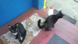 Hodná a šikovná koťata