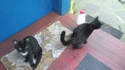 Hodná a šikovná koťata