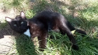 Hodná a šikovná koťata