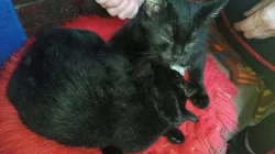 Hodná a šikovná koťata