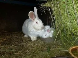 Prodej vykrmených hus