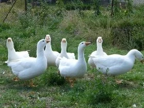 Prodej vykrmených hus