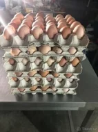 Prodej vykrmených hus